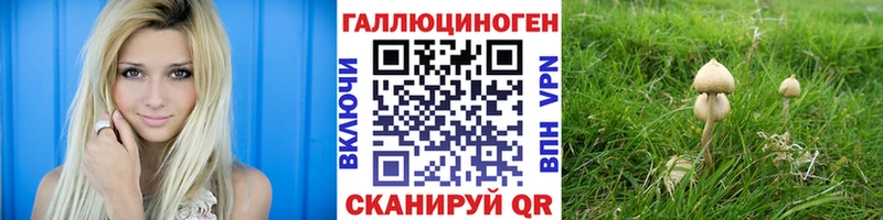Купить где  Никольск  Псилоцибиновые грибы Psilocybe 